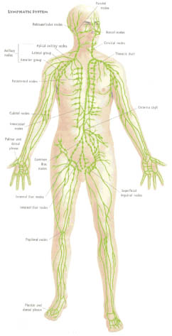 lympnhatic system